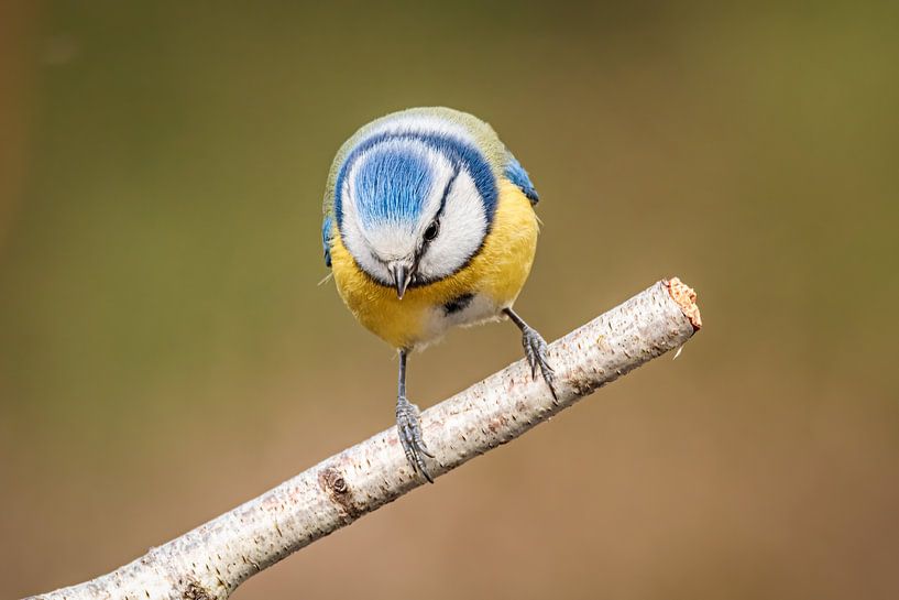 curious blue tit by Arnoud van der Aart