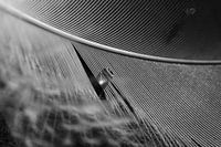 Tropfen auf die Federn