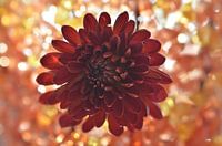 chrysanthemum