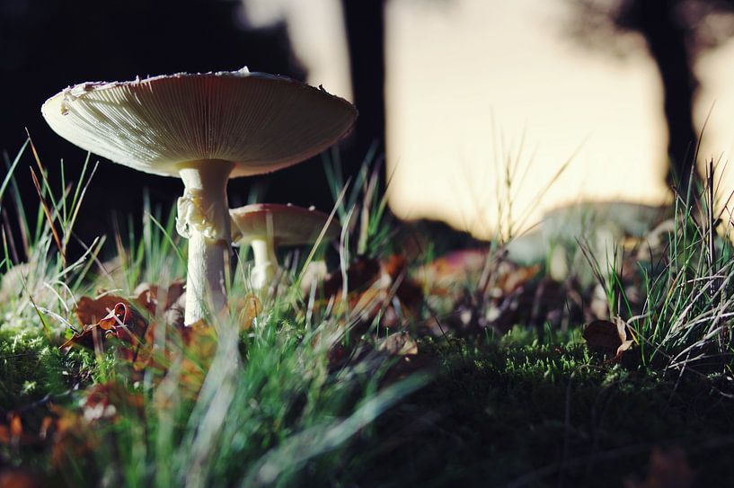 herfstochtend von Sagolik Photography