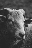 Portrait en noir et blanc du mouton Quincy