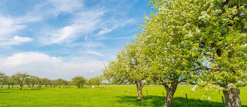 Voorjaar in de boomgaard met oude appelbomen van Sjoerd van der Wal Fotografie