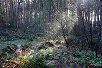 Sonnenstrahlen kommen von hinter den Bäumen