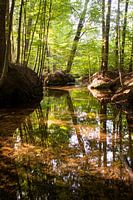 Veluwe forest with beautiful reflections