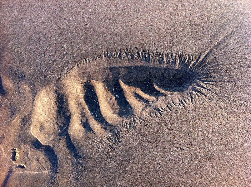 Traces in the sand - 'Reuzenduizendpoot'? by Jon Houkes