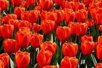 Rote Tulpen