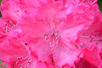 Rhododendron in pink 