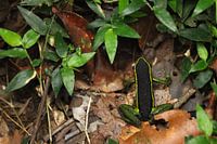 Dreistreifiger Pfeilgiftfrosch