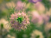 L'amour dans le brouillard