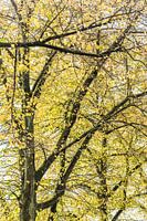 Herbst in der Innenstadt von Den Bosch