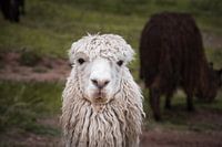 White alpaca on grassy green Andean pasture