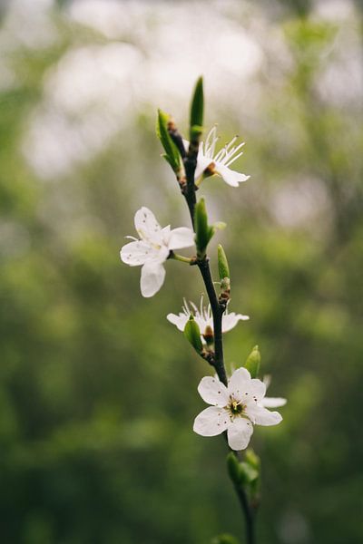 Dunkles Frühlingsfoto von Lisa Bouwman