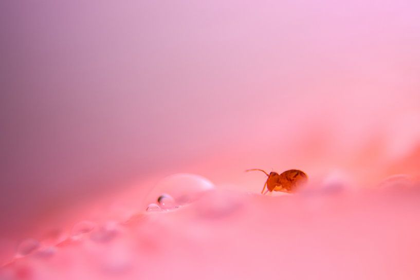 Springtail pink by Milou Hinssen