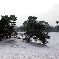 Les dunes de Drunense avec la neige
