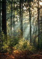 Matin d'automne dans le Bergherbos