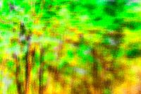 Het regent in het sprookjesbos