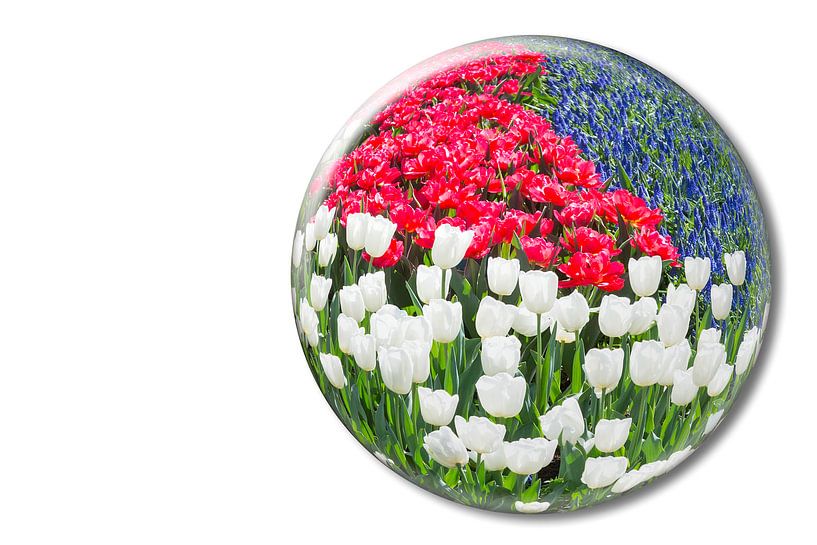 Rode en witte tulpen en blauwe druifhyacinten in kristallen bal par Ben Schonewille