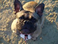 Französische Bulldogge