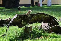 Gänsegeier in der Sonne