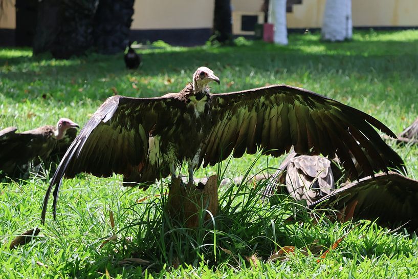 Gänsegeier in der Sonne von Bram de Muijnck