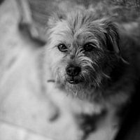 Terrier in black and white