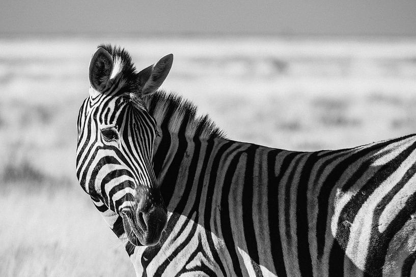 Steppe zebra / Zebra in black and white - Etosha, Namibia by Martijn Smeets