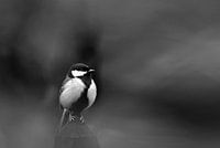 Koolmees op de uitkijk