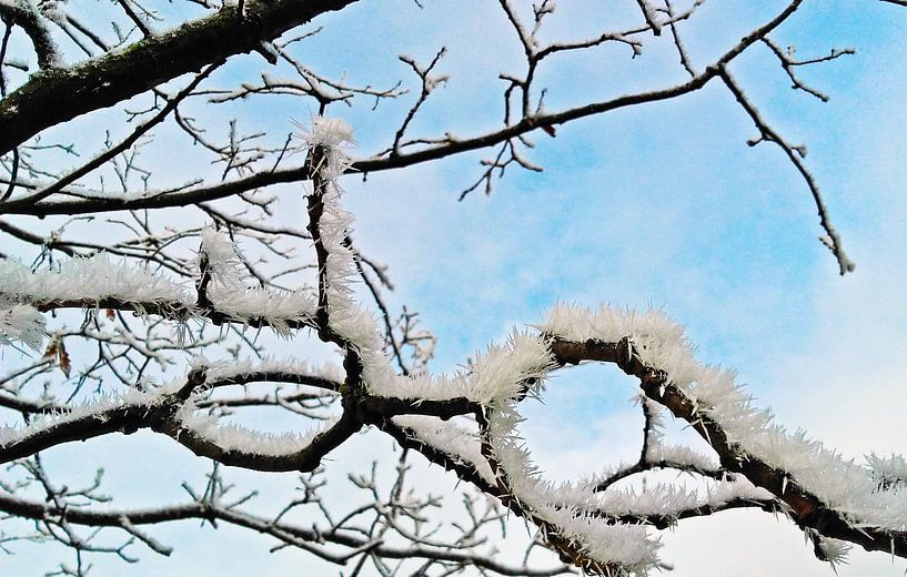 Snowy branches by Rinke Velds
