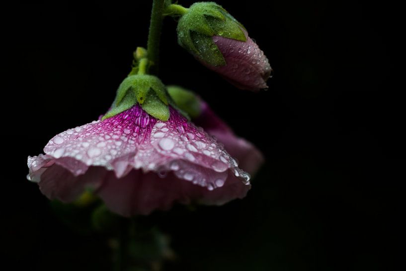 Le Hollyhock sous la pluie par Eveline Eijlander
