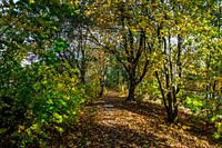 Elberadweg in der Baumallee
