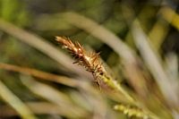Nazomer in eigen tuin