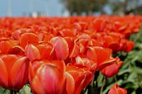 Tulpen veld, Rood