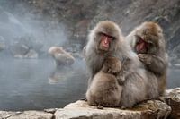 Snow monkeys in Yudenaka.