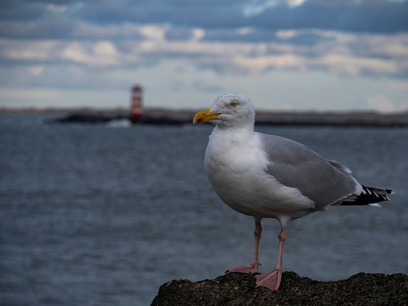quai des mouettes IJmuiden par Martijn Winkelaar