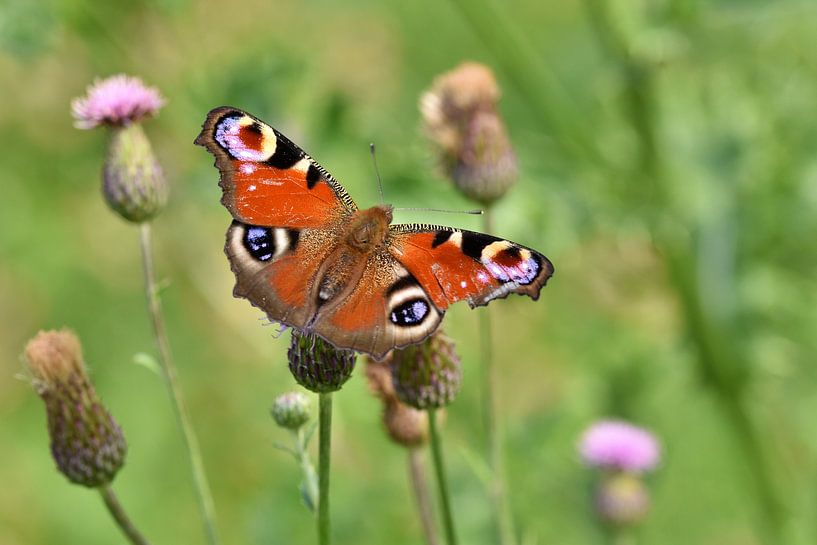 Montrez votre beauté par Shutterbalance