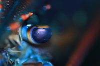 Het oog van een Canadese kreeft