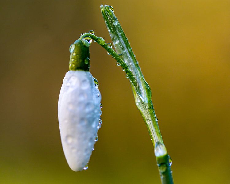 Snowdrops by Hans-Bernd Lichtblau