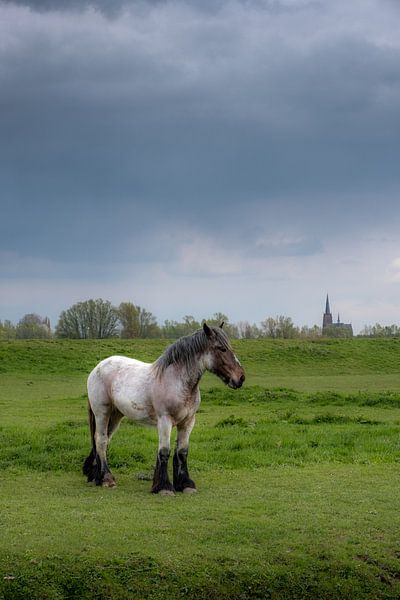 Pferd mit Kirche von Moetwil en van Dijk - Fotografie