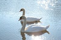 Weiße Schwäne in prächtigem Sonnenlicht.