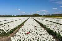 Witte tulpen