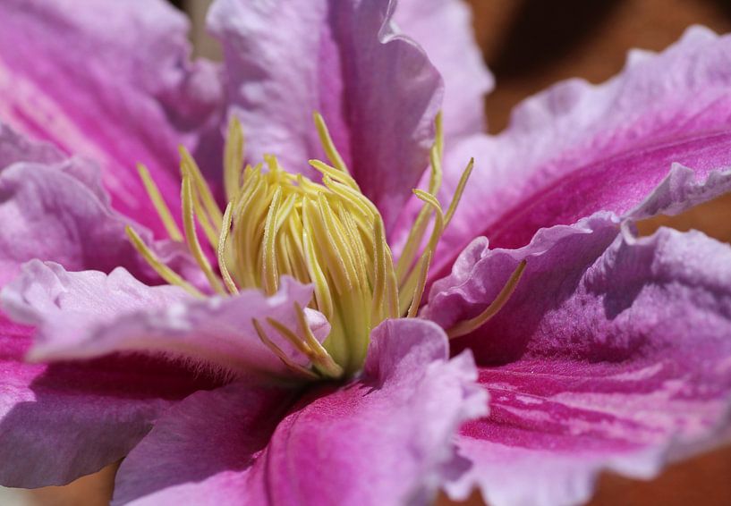 Clematis in bloei von Willeke Bijker