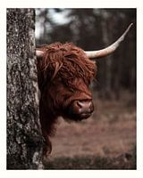 Scottish Highlander with passepartout