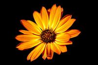 Calenduleae in low key