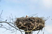 Ein Storch auf seinem Nest