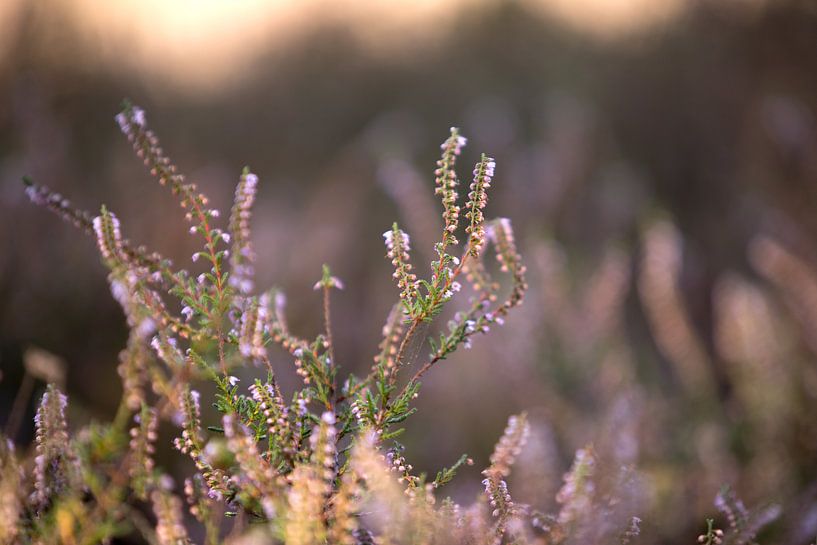 Flowering purple heather flowers with sunrise by Karijn | Fine art Natuur en Reis Fotografie
