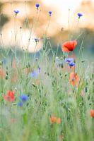 Flower festival in sunset