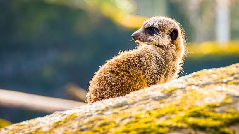 Suricate par Martijn Bustin