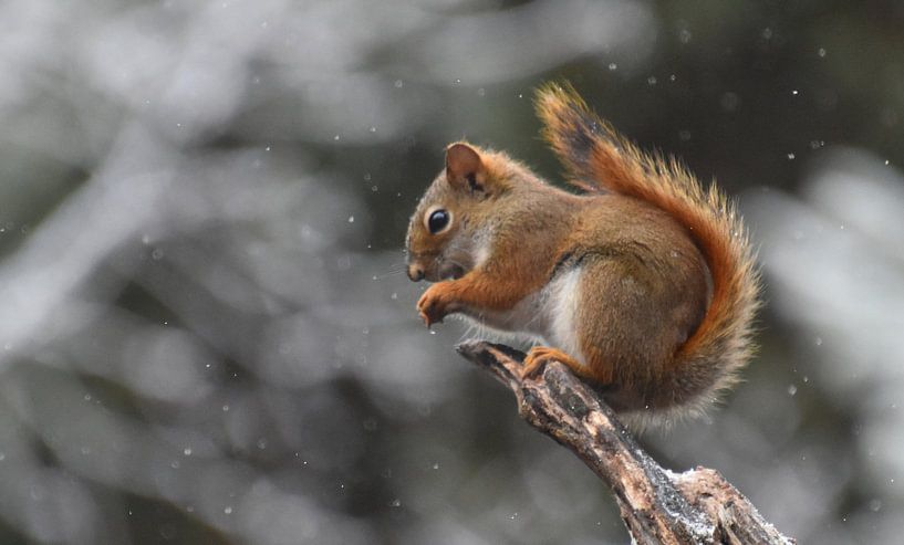 Ein rotes Eichhörnchen in der Falle von Claude Laprise