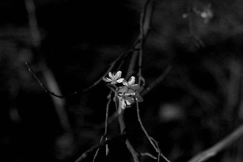 Frühlingsblüte von Marianna Pobedimova