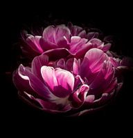 Artistic tulips at the Keukenhof